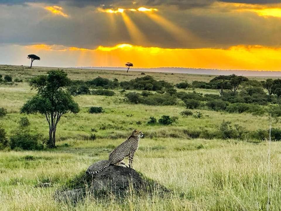 Leruk Maasai Mara Camp Hotell Sekenani Exteriör bild