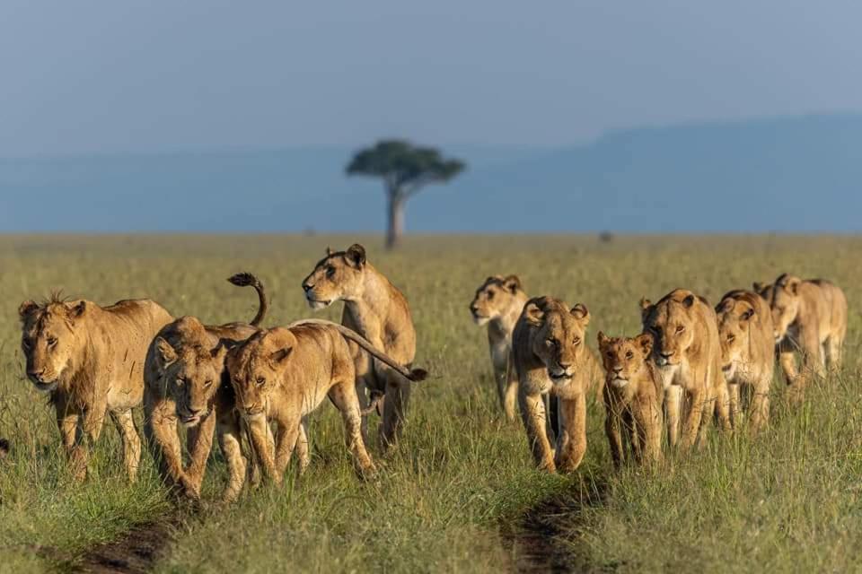 Leruk Maasai Mara Camp Hotell Sekenani Exteriör bild