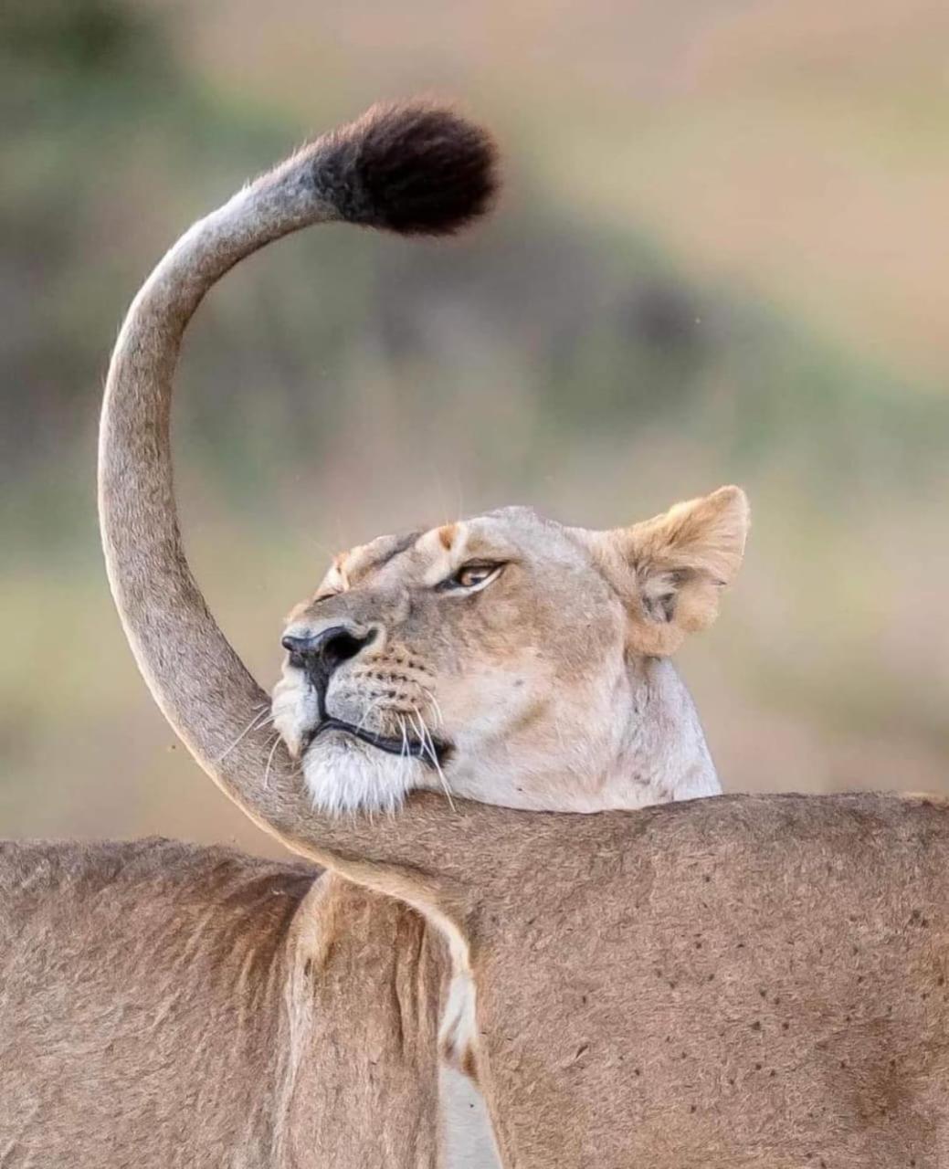 Leruk Maasai Mara Camp Hotell Sekenani Exteriör bild