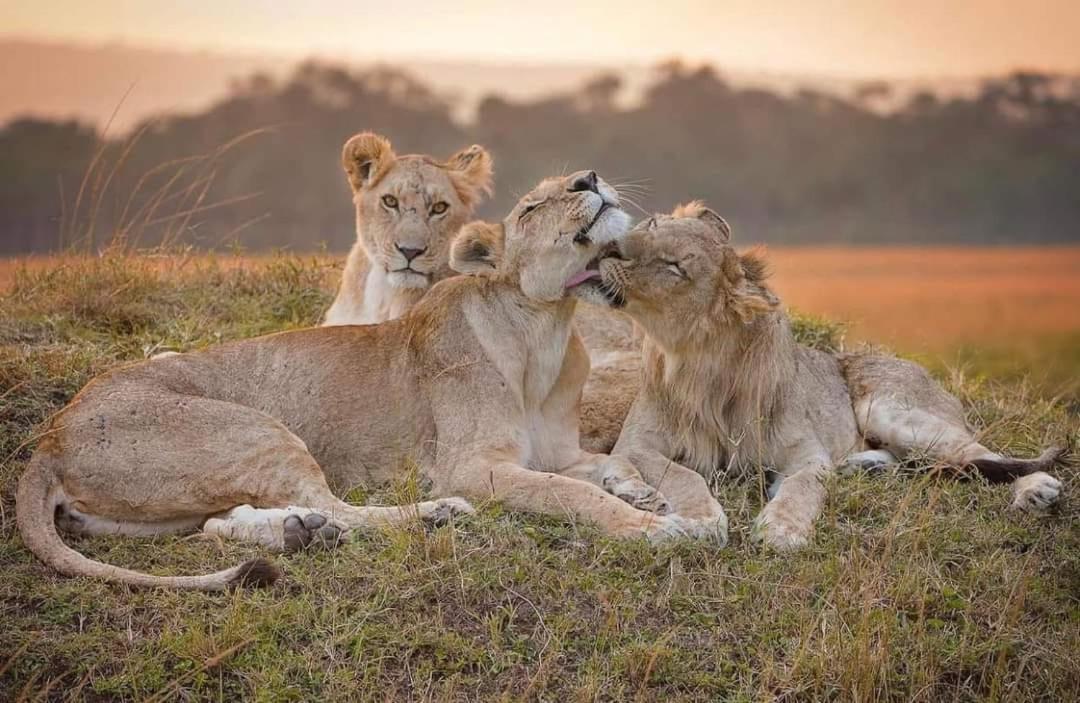 Leruk Maasai Mara Camp Hotell Sekenani Exteriör bild