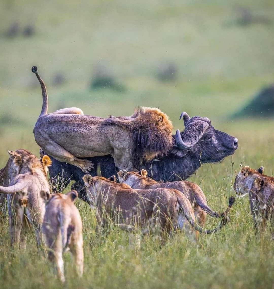 Leruk Maasai Mara Camp Hotell Sekenani Exteriör bild